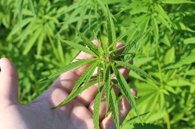 CBD