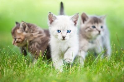 Chat adulte et chat senior : Les différences