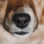 Tout savoir sur les chiens qui peuvent détecter des maladies