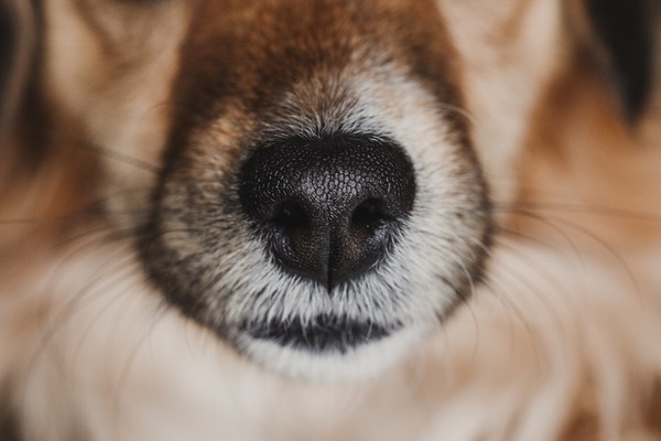 Tout savoir sur les chiens qui peuvent détecter des maladies
