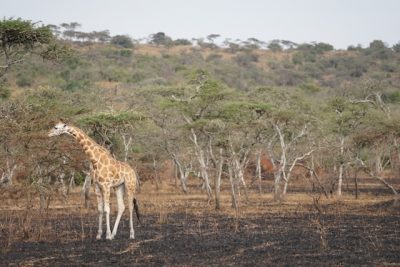 savane ougandaise