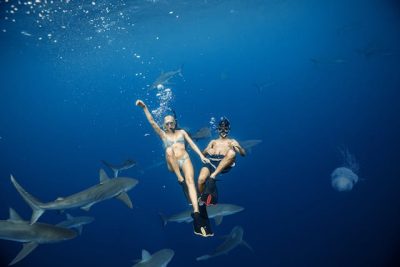Plongées avec requins