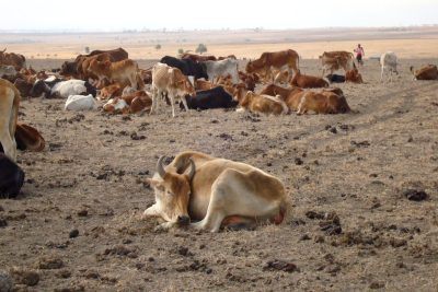 Vache au Kenya